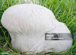 Attēlu rezultāti vaicājumam “Calvatia utriformis”
