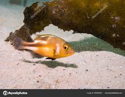 Image result for Chrysoblephus laticeps