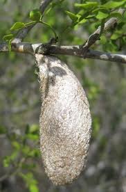 Attēlu rezultāti vaicājumam “Phylloneta cocoon”