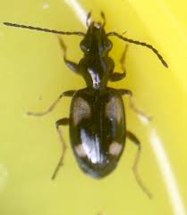 Attēlu rezultāti vaicājumam “Bembidion sp.”