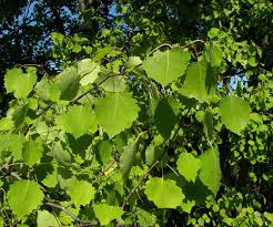 Attēlu rezultāti vaicājumam “Populus”