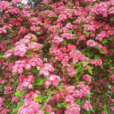 Attēlu rezultāti vaicājumam “Crataegus laevigata”