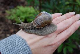 Attēlu rezultāti vaicājumam “Helix pomatia”