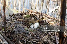 Attēlu rezultāti vaicājumam “Podiceps cristatus nest”