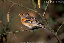 Attēlu rezultāti vaicājumam “Fringilla montifringilla female”