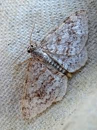 Attēlu rezultāti vaicājumam “Hydrelia sylvata”