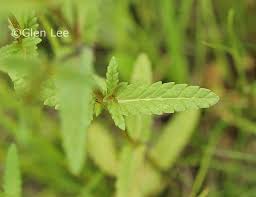 Attēlu rezultāti vaicājumam “Rhinanthus serotinus leaf”