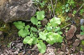 Attēlu rezultāti vaicājumam “Lapsana communis leaf”