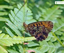 Attēlu rezultāti vaicājumam “Boloria titania underside”