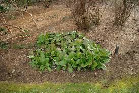 Attēlu rezultāti vaicājumam “Bergenia crassifolia”