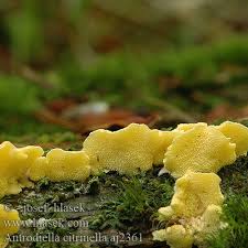 Attēlu rezultāti vaicājumam “Flaviporus citrinellus”