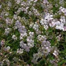 Attēlu rezultāti vaicājumam “Gypsophila fastigiata leaf”