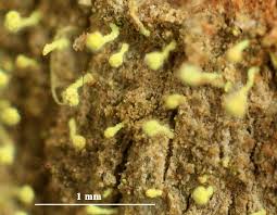 Attēlu rezultāti vaicājumam “Chaenotheca brachypoda”