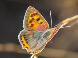 Attēlu rezultāti vaicājumam “Lycaena phlaeas underside”