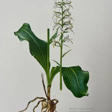 Attēlu rezultāti vaicājumam “Platanthera bifolia flower”