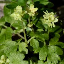 Attēlu rezultāti vaicājumam “Adoxaceae”