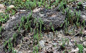 Attēlu rezultāti vaicājumam “Glaux maritima leaf”