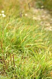 Attēlu rezultāti vaicājumam “Stenotus binotatus male”
