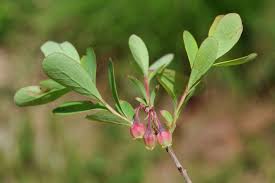 Attēlu rezultāti vaicājumam “Vaccinium uliginosum flower”