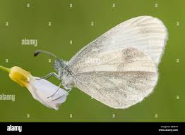 Attēlu rezultāti vaicājumam “Leptidea sinapis underside”