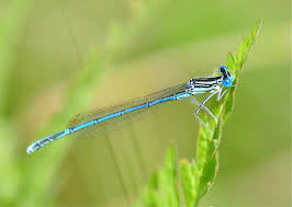 Attēlu rezultāti vaicājumam “Platycnemis pennipes male”
