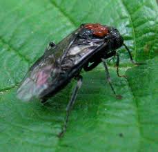 Attēlu rezultāti vaicājumam “Eriocampa ovata”