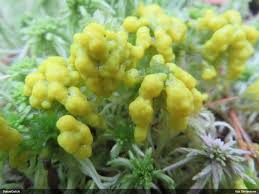 Attēlu rezultāti vaicājumam “Badhamia lilacina sessile”