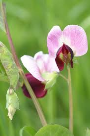 Attēlu rezultāti vaicājumam “Pisum sativum flower”