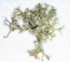 Attēlu rezultāti vaicājumam “Cladonia mitis”