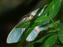 Attēlu rezultāti vaicājumam “Hemithea aestivaria”