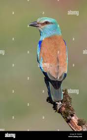 Attēlu rezultāti vaicājumam “Coracias garrulus adult”