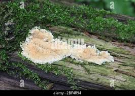 Attēlu rezultāti vaicājumam “Steccherinum ochraceum”