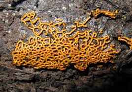 Attēlu rezultāti vaicājumam “Physarum bivalve”