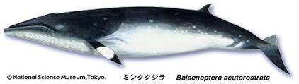 Image result for Balaenoptera acutorostrata