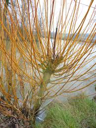Attēlu rezultāti vaicājumam “Salix alba var. vitellina”