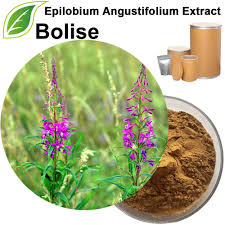 Image result for Epilobium angustifolium