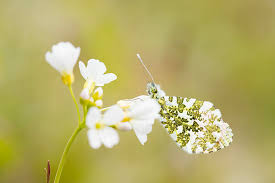 Attēlu rezultāti vaicājumam “Anthocharis cardamines male”
