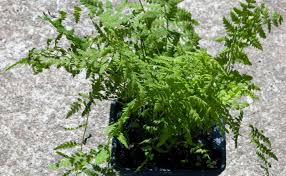 Attēlu rezultāti vaicājumam “Thelypteris palustris”