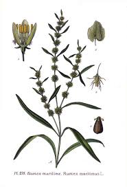 Attēlu rezultāti vaicājumam “Rumex maritimus”