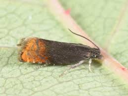 Attēlu rezultāti vaicājumam “Pammene rhediella”