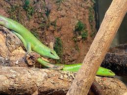 Risultati immagini per dasia smaragdina