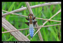 Attēlu rezultāti vaicājumam “Libellula depressa”