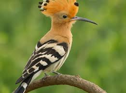 Attēlu rezultāti vaicājumam “Upupa epops adult”