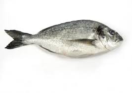 Image result for Sparus aurata