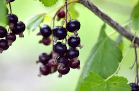 Attēlu rezultāti vaicājumam “Libanotis montana fruit”