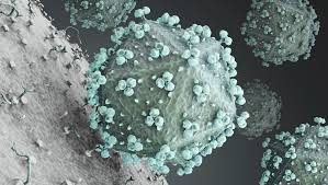 Image result for фотография вируса вич