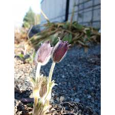 Attēlu rezultāti vaicājumam “Pulsatilla patens bud”