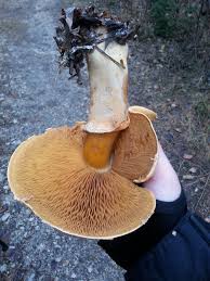 Attēlu rezultāti vaicājumam “Phaeolepiota aurea”