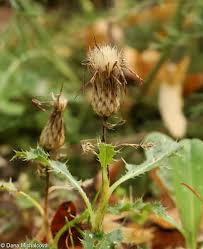 Attēlu rezultāti vaicājumam “Cirsium acaule flower”