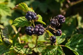 Attēlu rezultāti vaicājumam “Rubus caesius”